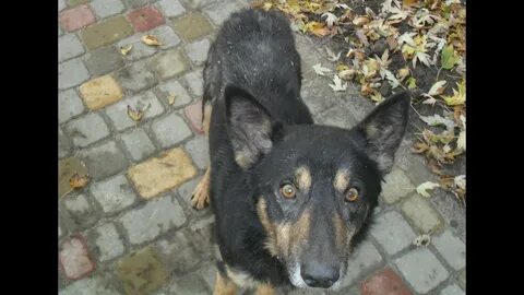 Лишилась с собакой