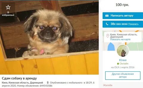 Куда сдать собаку