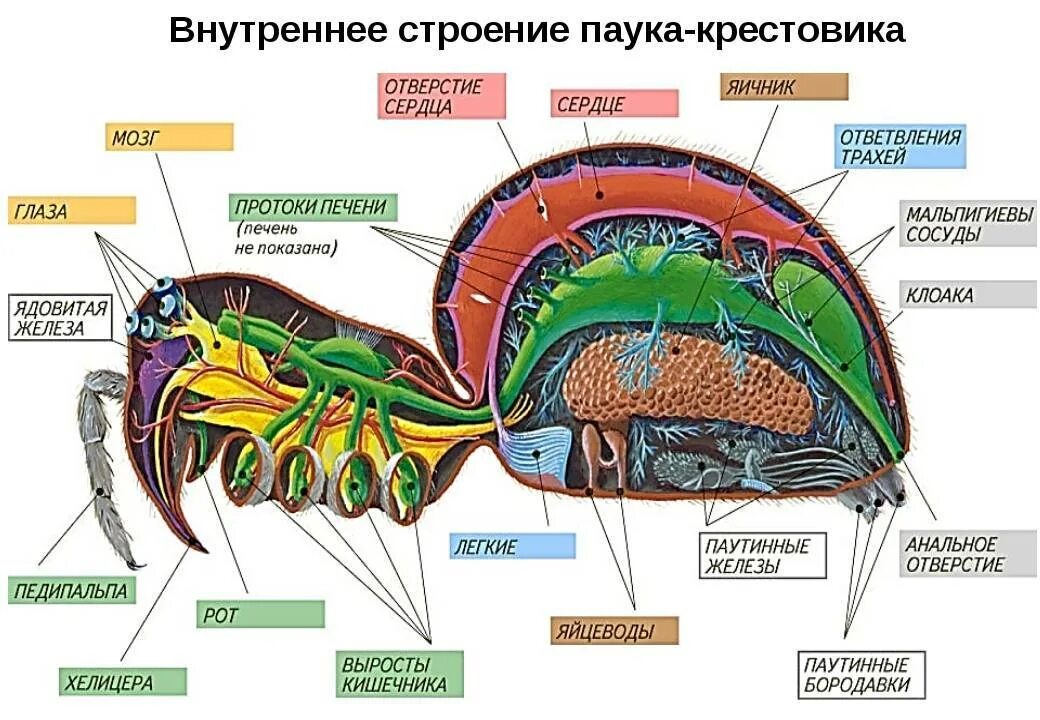 Строение класса членистоногие. Внутреннее строение паука крестовика. класс паукообразные строение паука. пищеварительная система паукообразных. внутреннее строение паука крестовика рисунок.