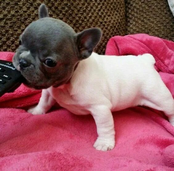 That look you give me @jmarcoz #frenchbull #frenchiepup #frenchies #frenchbulldo