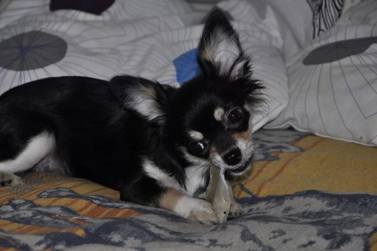 щенок мини чихуахуа 3,5 месяца. щенок 6 месяцев чихуа. мини чихуахуа 3 месяца. щенок чихуа 4 месяца. чихуахуа 6 месяцев.