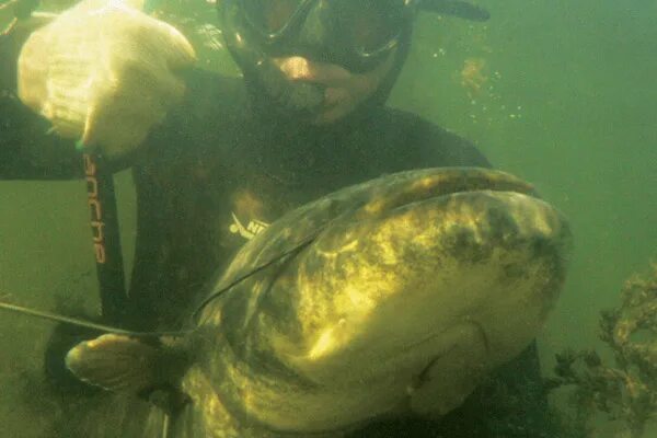 Сенгилеевское водохранилище сом людоед. Сом нападает. Сомы нападают на людей. Сенгилеевское водохранилище сом людоед. Сом нападает.