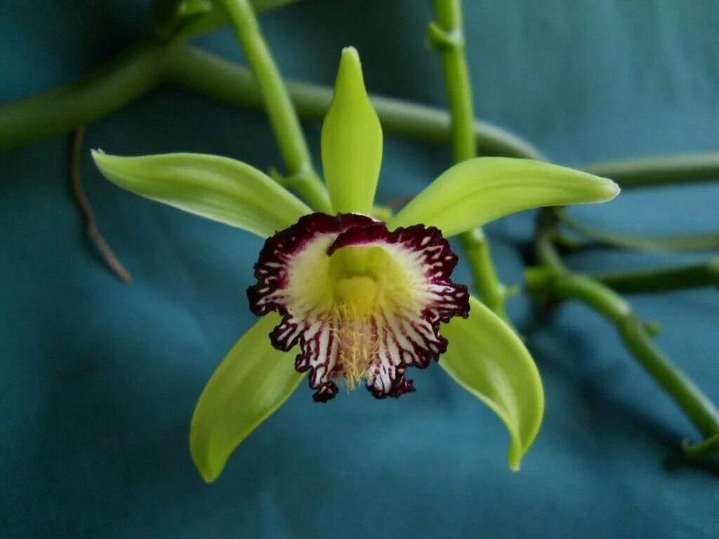 Vanilla plants. Орхидеи vanilla planifolia. орхидея ваниль плосколистная. орхидея ваниль вариегатная. орхидея ваниль цветение.