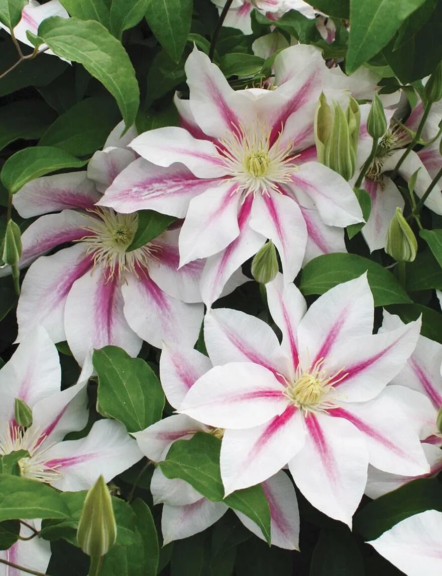 Клематис Андромеда. Клематис Clematis Andromeda. Клематис Андромеда Clematis Andromeda. Клематис крупноцветковый Андромеда.