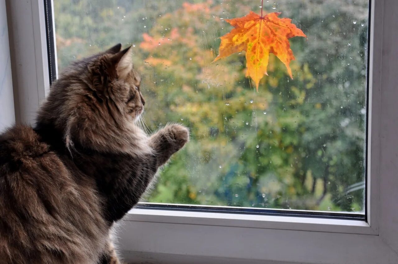 Осень за окном. Кот на окне. Осень дождь. Кошка на окне осень. Жду первый снег