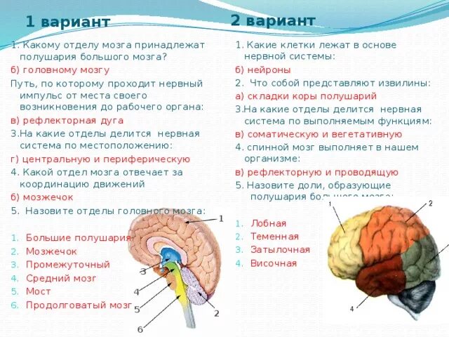 Какие отделы имеют полушария. За что отвечают отделы головного мозга таблица. За что отвечают части мозга схема. За какие функции отвечает головной мозг и отделы. Отделы головного мозга/доли, за что отвечают..