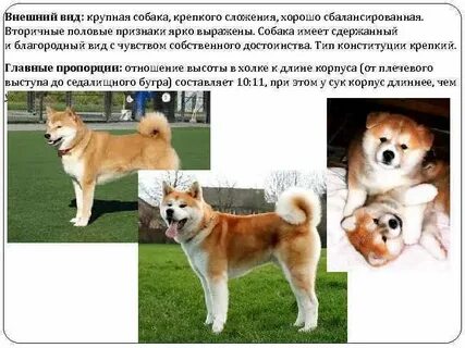 Признаки породы собак