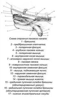Нижняя стенка пахового канала образована