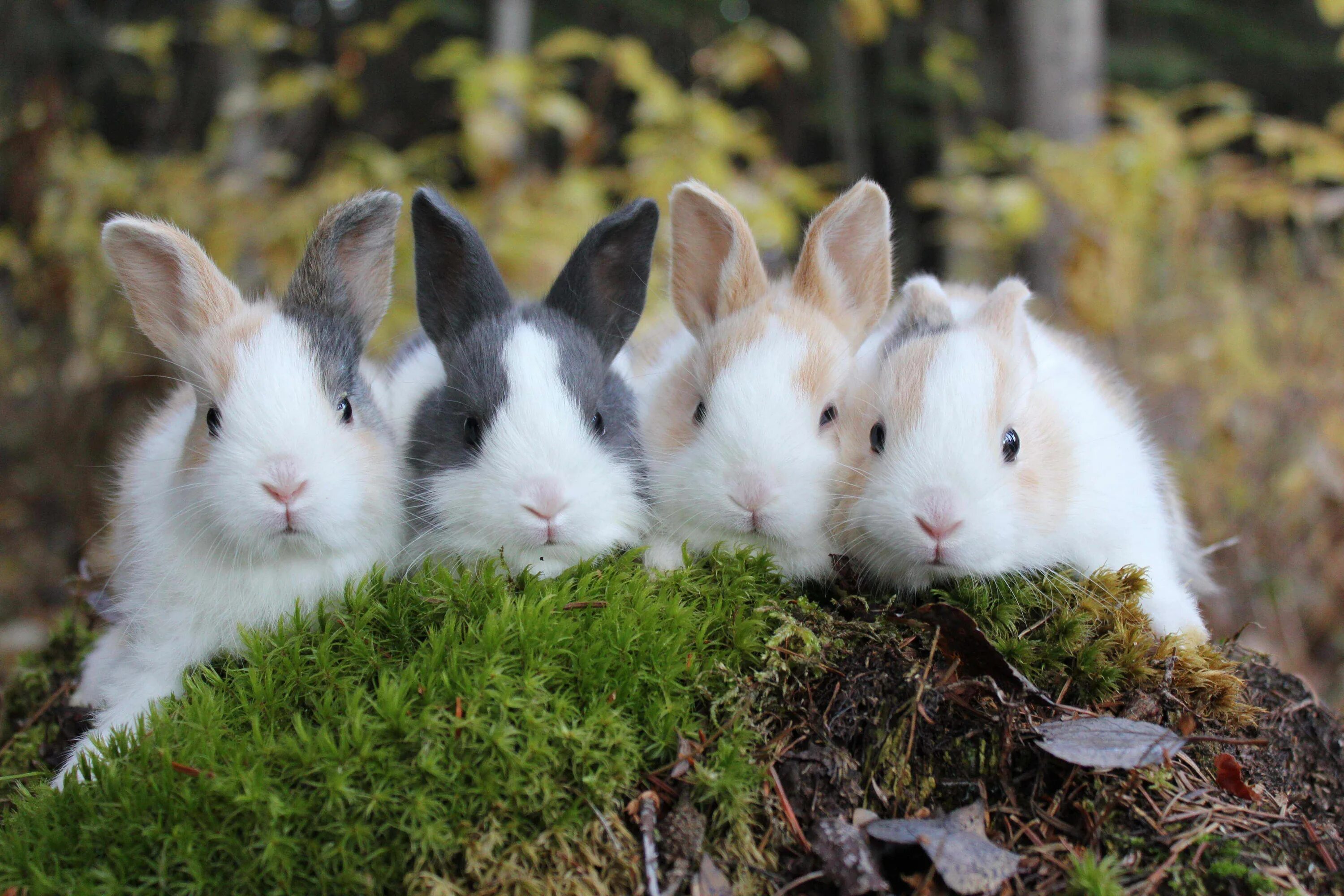 Милые детские иллюстрации. Bunnies family. Ronny's family starlight. Bunnies family. Bunnies family.