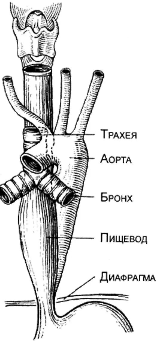 Со пищевода. Пищевод схема анатомия. Строение человеческого пищевода. Расположение трахеи пищевода аорты.