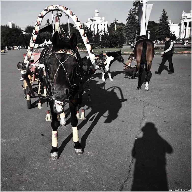 соревнования по конному туризму. презентация иллюстрация к рассказу лошадиная фамилия. фамилия коне. лошадиная фамилия обложка. монгольские имена и фамилии генератор.