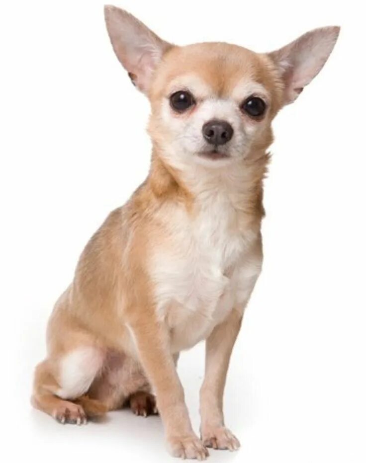 Pin by Christina Rizzo on Chihuahua Lover Chihuahua breeds, Chihuahua, Dog breed