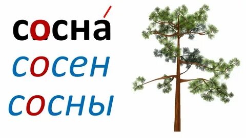Разбери слово сосновый