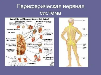 Нарушение периферической системы