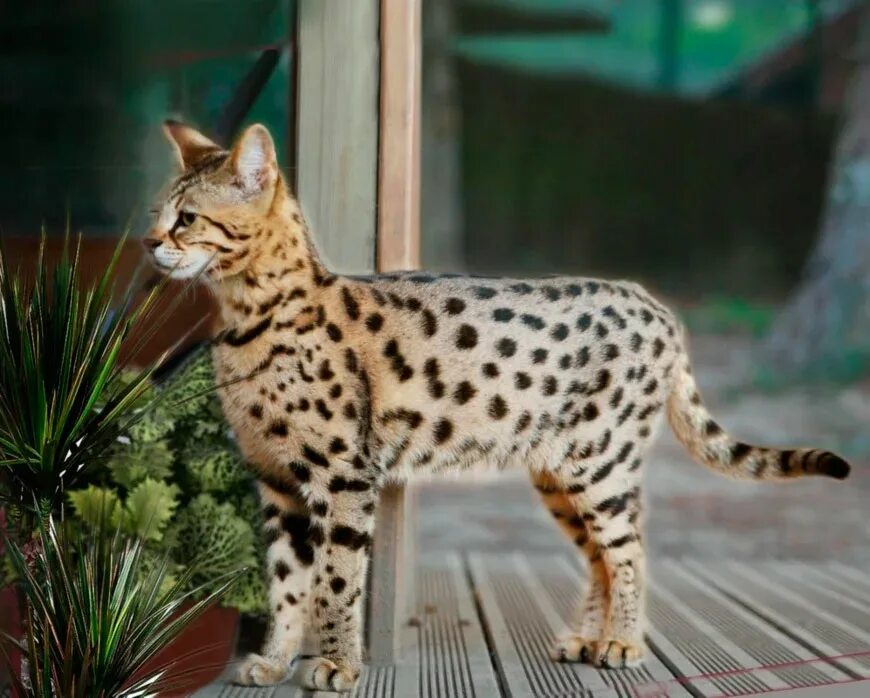 Саванна кошка. Очень дорогие кошки. Саванна ашера. Сервал ашера саванна. Сервал саванна ф1.