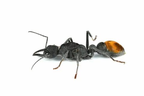 Cat ant