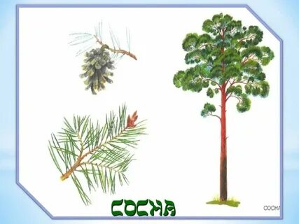 Сосны схема 1 класс