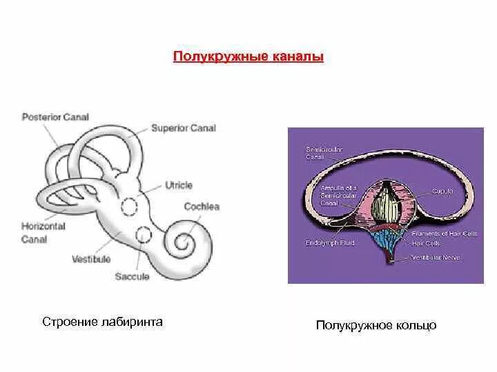 Вестибулярный аппарат таблица. Полукружные каналы внутреннего уха. Строение полукружных каналов. Полукружные каналы вестибулярного аппарата. Вестибулярный орган строение.