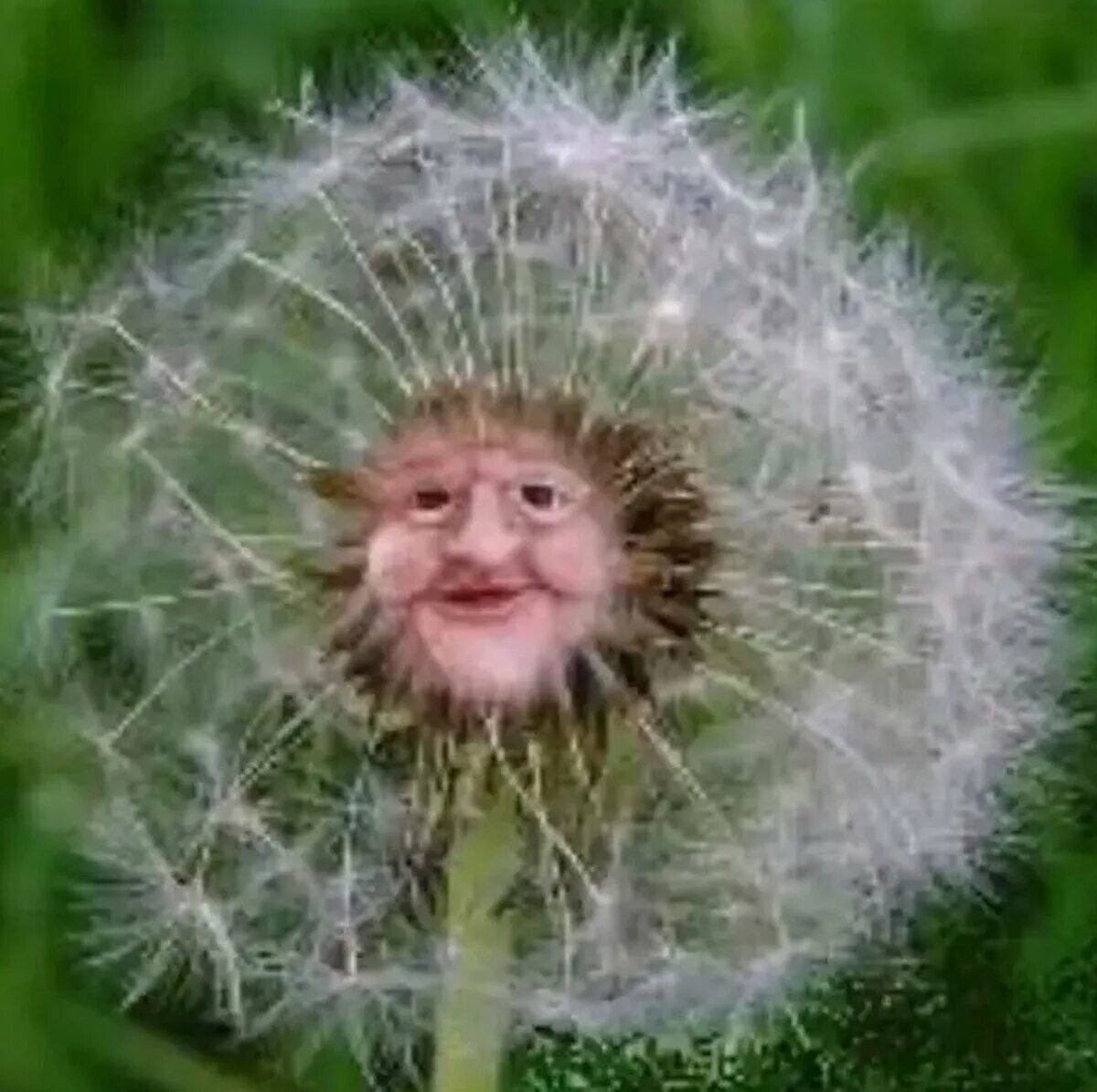 Человек одуванчик. Смешной одуванчик. Одуванчик ушакова taraxacum uschakovii. Божий одуванчик значение фразеологизма. Божий одуванчик фото.