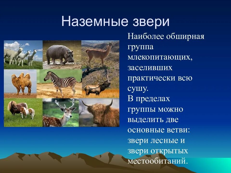Выберите группу млекопитающих. Группы млекопитающих. экологические группы млекопитающих. наземные млекопитающие. типично наземные животные.