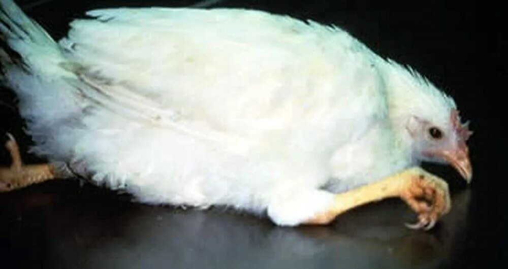 Chicken Illnesses Chickens backyard, Chickens, Pet chickens