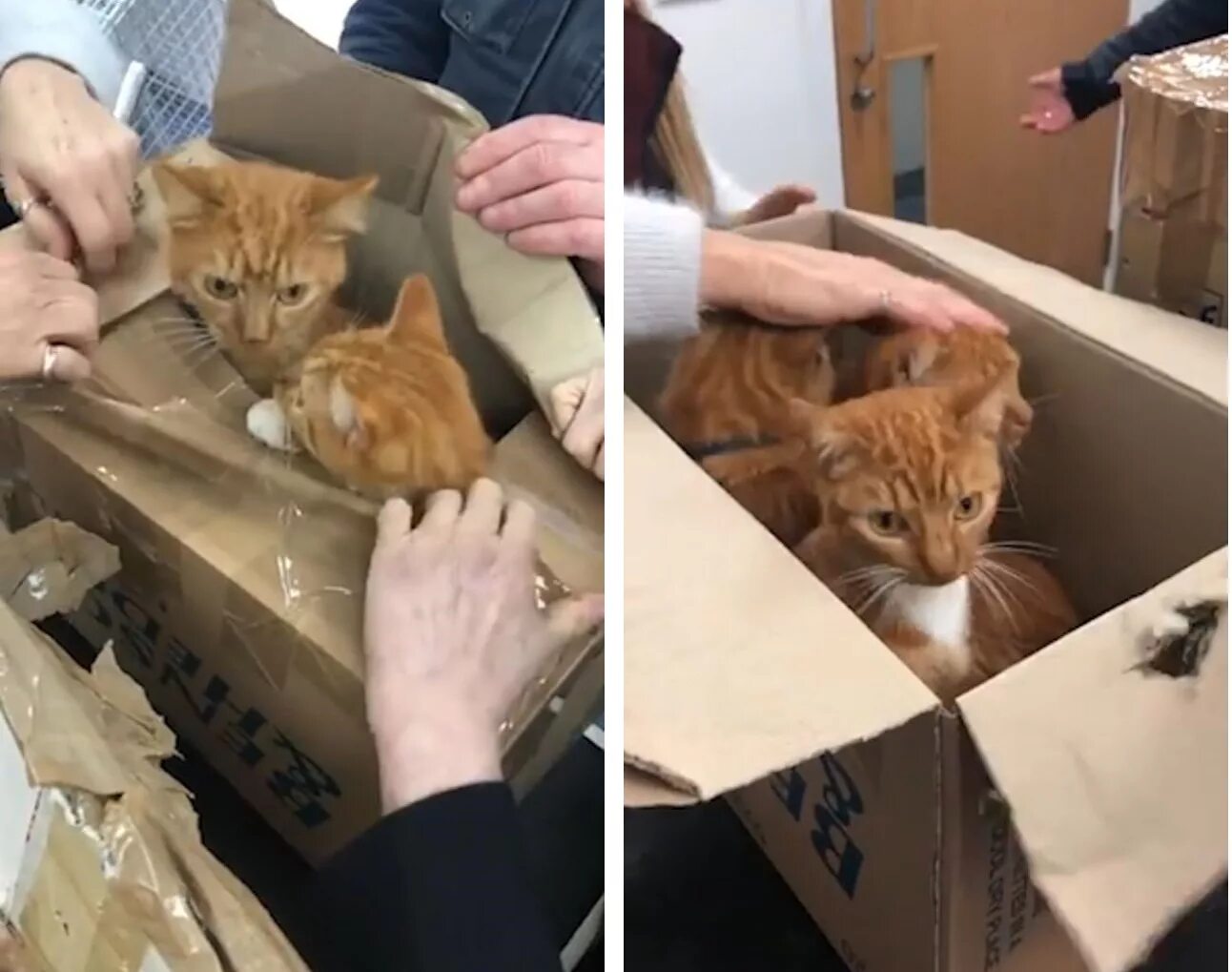 Рыжий кот в коробке. Рыжий котенок в коробке. кот в коробке живой. человек достает кота из коробки.