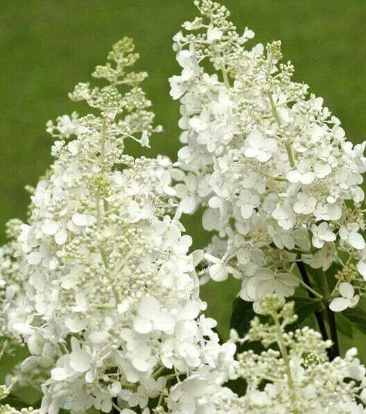 Гортензия метельчатая Брасселс Лейс. Краткий обзор, описание hydrangea paniculat