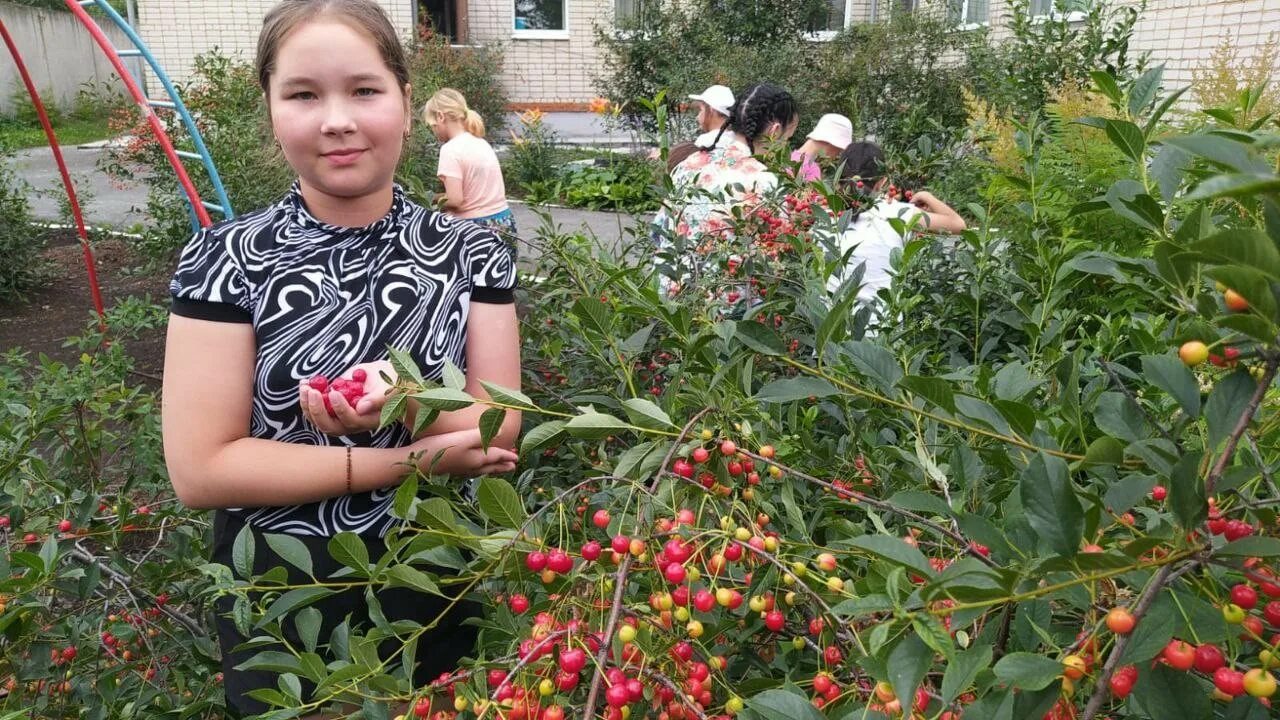 10 килограмм вишни. Центр урожай. Ягоды севера Якутии. Ягодка центр Жаворонки.