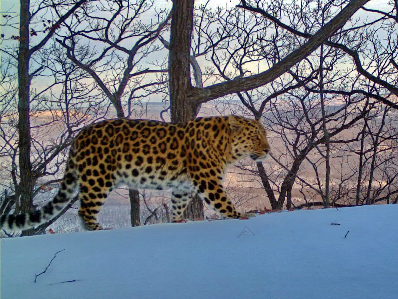 Дальневосточный леопард сихотэ алине. Амурский леопард. Дальневосточный леопард самка. Дальневосточный леопард черный. Леопарды псков.