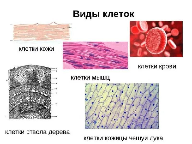 Два типа клеток. Виды клеток. основные типы клеток. разные типы клеток человека. разновидности животных клеток.