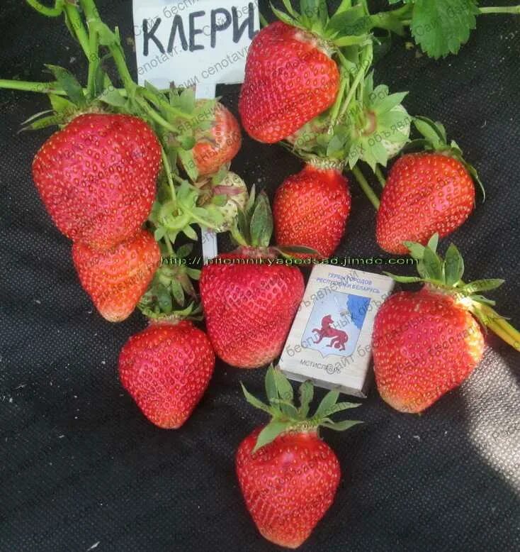 Земляника клери описание сорта. Сорт клубники клери. сорт земляники клери. клубника клери азия.
