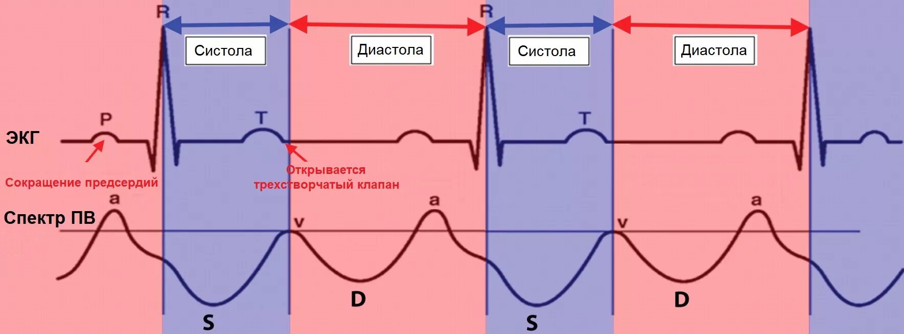 Какова продолжительность систолы предсердия если известно