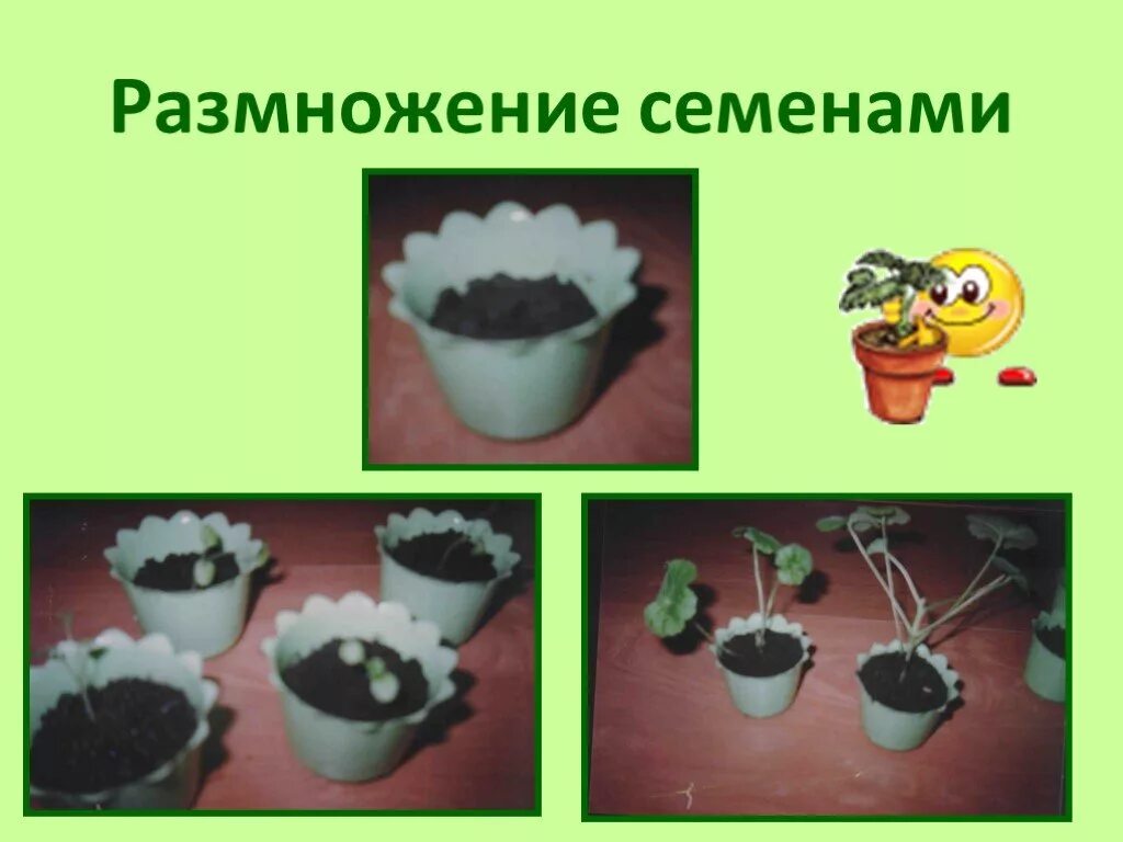 1 семенами размножается. Размножение семенами. семенное размножение. семенное размножение растений. размножение комнатных растений семенами.