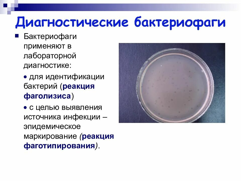 Бактериофаги используются для. Диагностические бактериофаги препараты. диагностические бактериофаги микробиология. диагностический препарат бактериофагов микробиология. методы выявления бактериофагов микробиология.