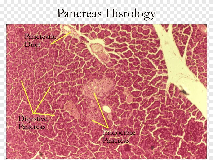 Эпителий печени и поджелудочной железы. Островки Лангерганса гистология. Островки Лангерганса поджелудочной железы гистология. Островки Лангерганса поджелудочной железы гистология препарат. Поджелудочная железа гистология.
