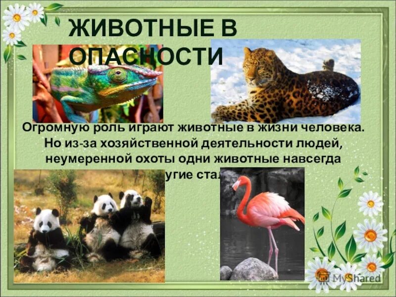 Подготовить сообщение охрана животных. Охрана животных. охрана животных 3 класс. охрана животных презентация. доклад охрана животных.