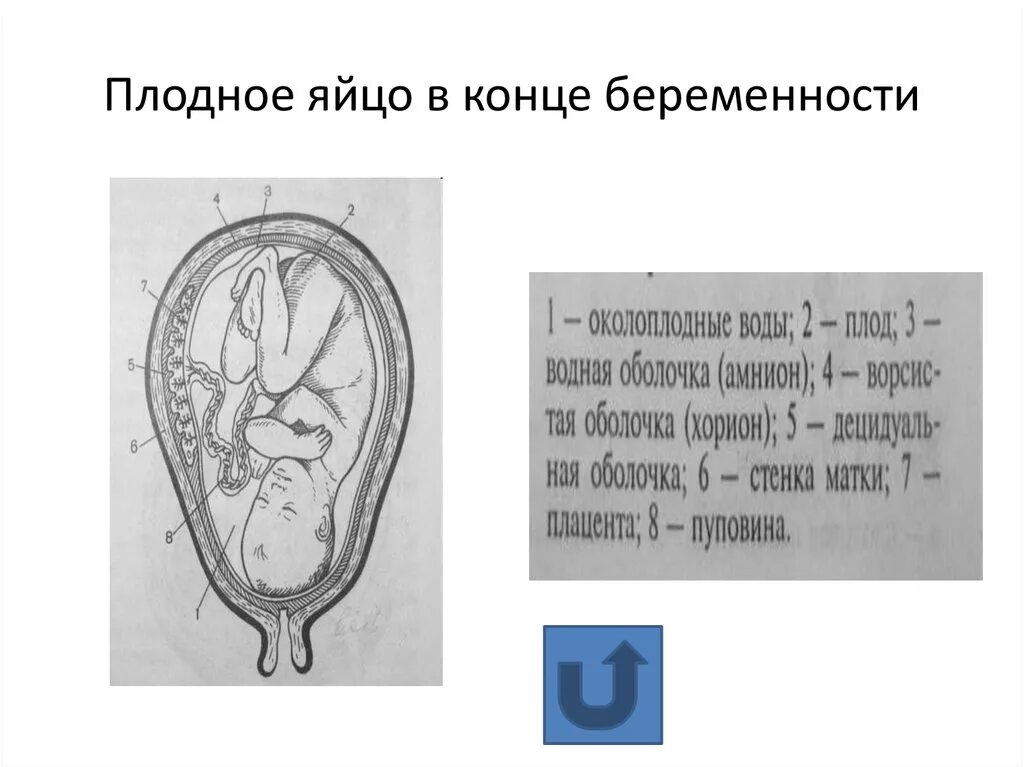 Строение оболочек плодного яйца. Строение плодного яйца к концу беременности. Строение плодного пузыря и плаценты. 3 Оболочки плодного яйца.