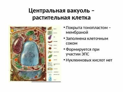 Вакуоли животной клетки