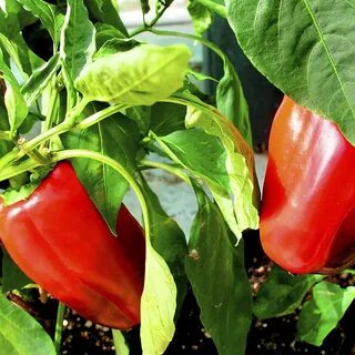 Pepper c
