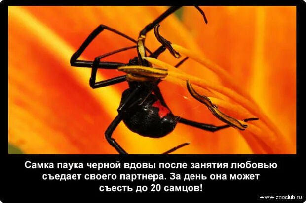 Сколько за жизнь человек съедает пауков. Паук который съедает самца после спаривания. паук черная вдова съедает самца. самка съедает самца. самка паука съедает самца.
