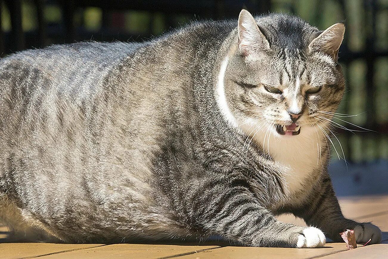 Упитанный это. Фат кат. Толстый кот. Толстый полосатый кот.