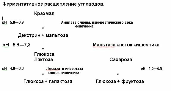 Распад углеводов в организме. Схема расщепления углеводов. Расщепление крахмала в организме человека схема. Ферментативное расщепление углеводов. Схема распада углеводов в организме.