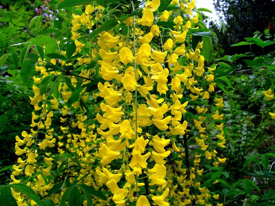 Бобовник золотой дождик купить саженцы. Бобовник Laburnum. Бобовник анагиролистный анагироидес. Бобовник анагиролистный золотой дождь. Бобовник Ватерера Восси.