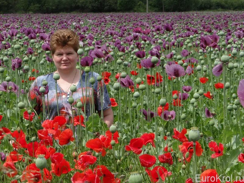 Поле маков. Маковое поле гулькевичи. Маков чехия. Маков чехия. Красный мак полевой.