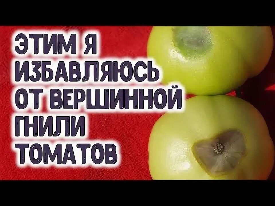От вершинной гнили чем полить. От вершинной гнили чем полить. Белая гниль (склеротиния). Вершинная гниль томатов в открытом грунте. От вершинной гнили чем полить.