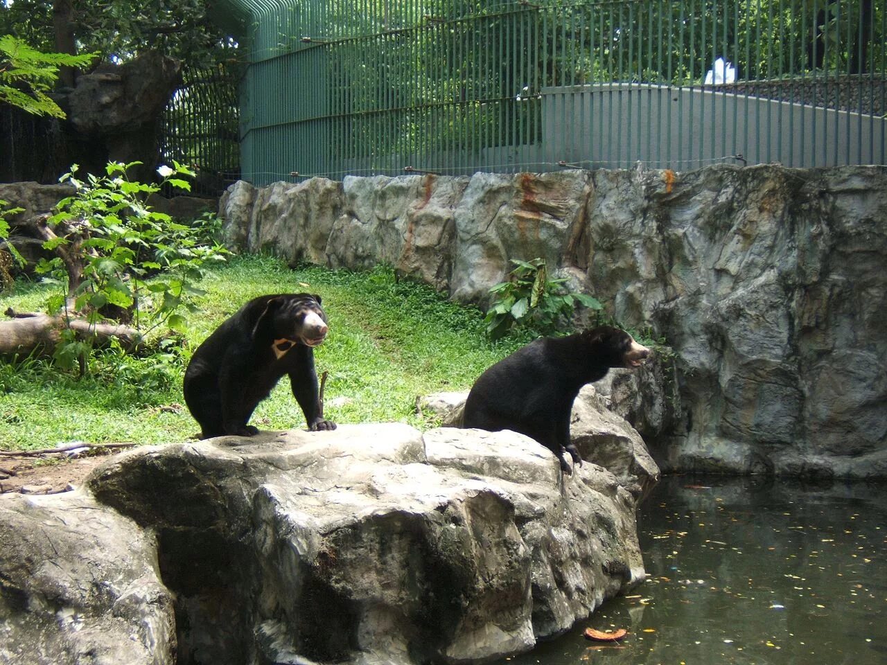 Зоопарк Дусит Dusit Zoo. Bangkok Дусит зоопарк. Кхао Кхео. Кхао Кхео медведи. Местный зоопарк