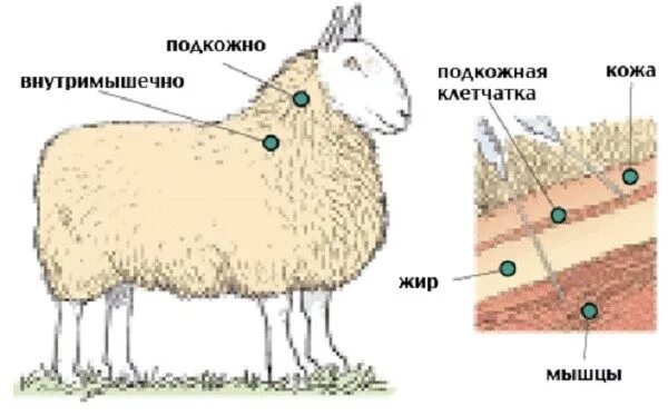 Укол овцам внутримышечно. Ивермек для коз подкожно.