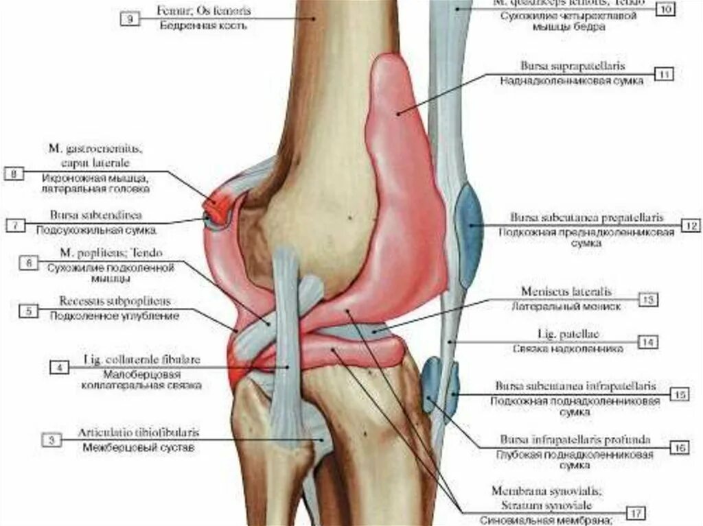 Суставная сумка коленного сустава. Связки коленного сустава топографическая анатомия. Связочный аппарат коленного сустава анатомия. Завороты коленного сустава топографическая анатомия.