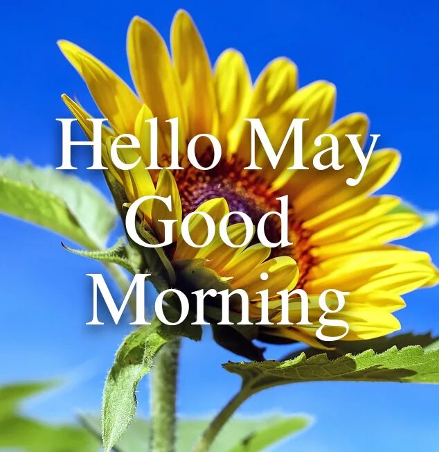 Best morning is today. Hello May good morning картинки. @Brandonjahazielji:hello good morning. Картинка на тему hello May. Хелло август картинки.
