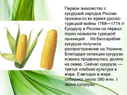 Ткань кукуруза описание и отзывы фото вблизи 